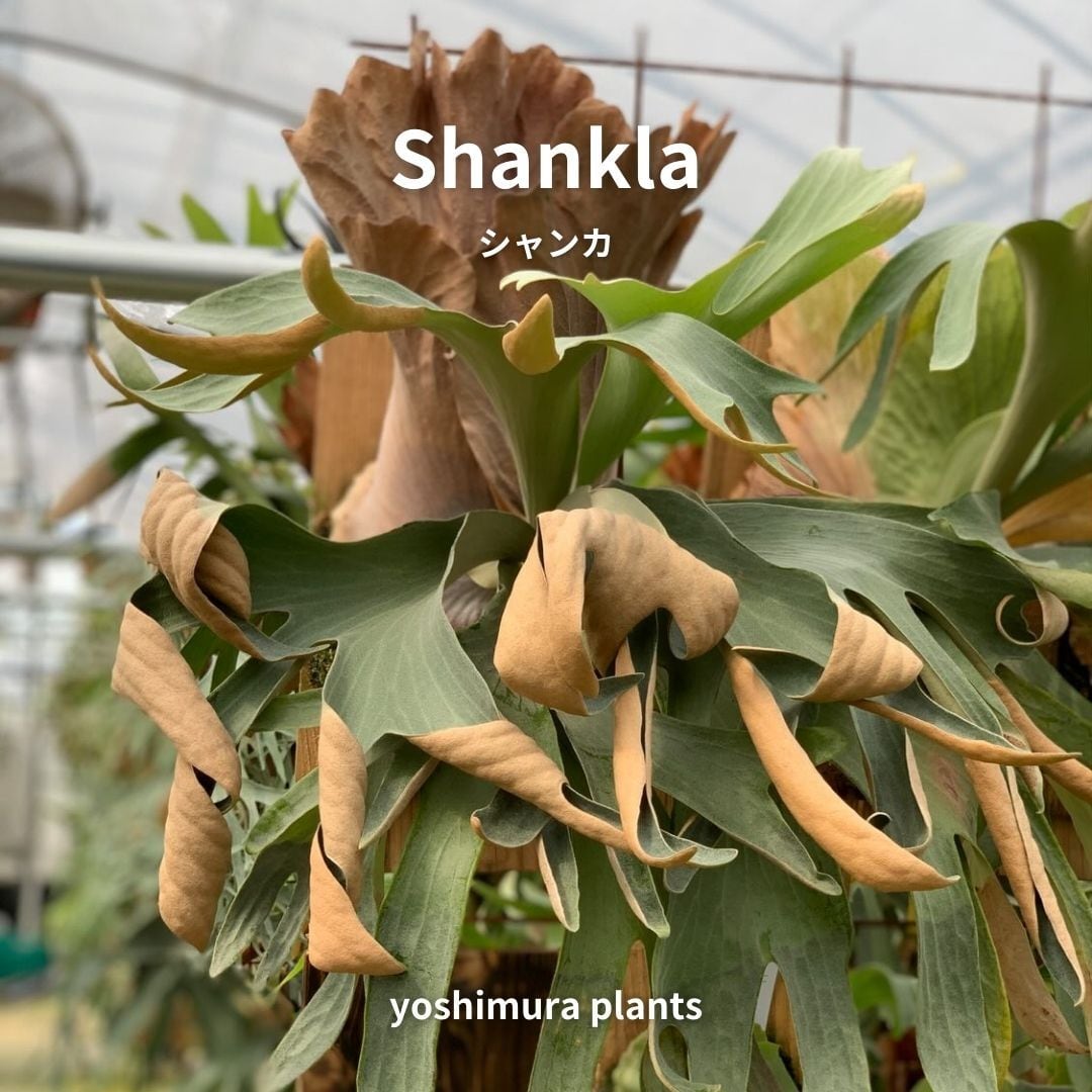 [胞子] Shankha シャンカ　ビカクシダ