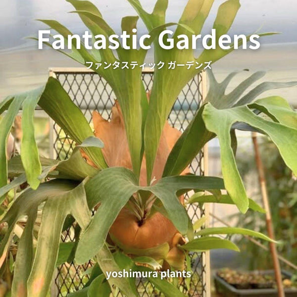 [胞子] Fantastic Gardens　ビカクシダ