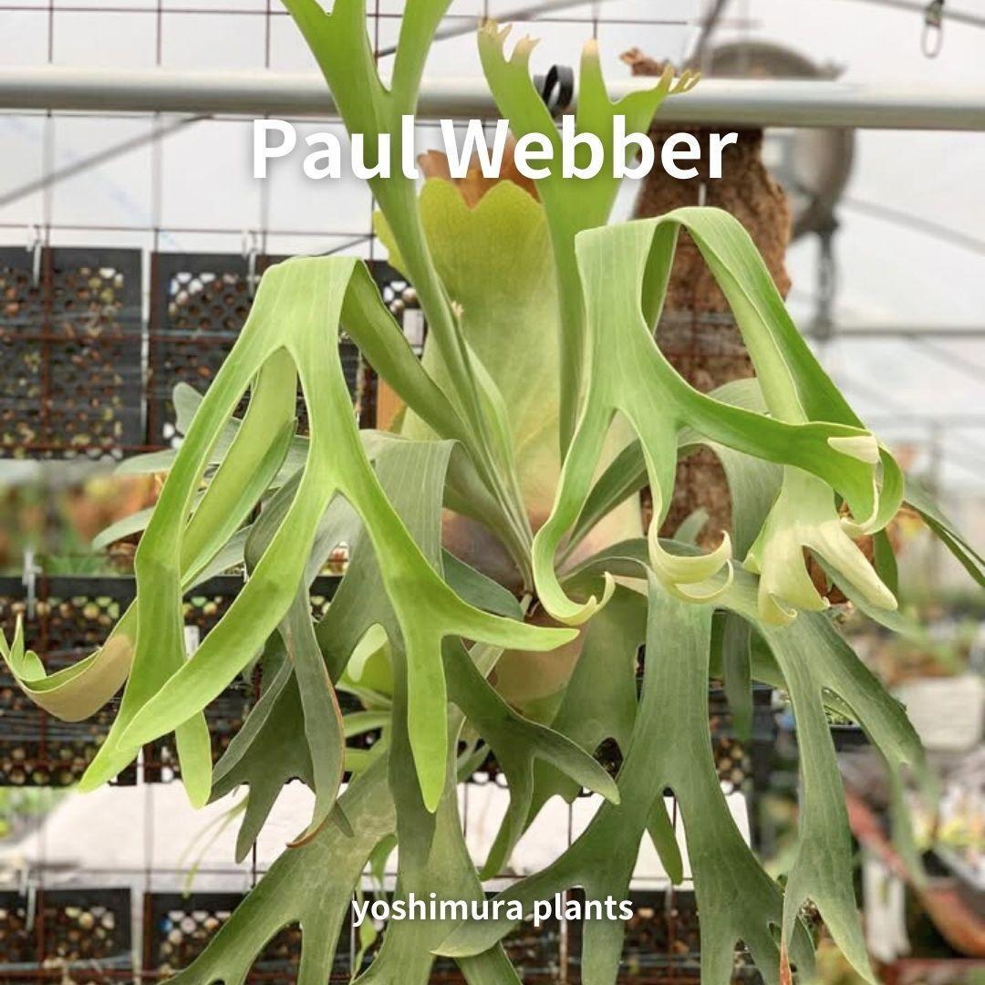 [胞子] Paul Webber　ビカクシダ