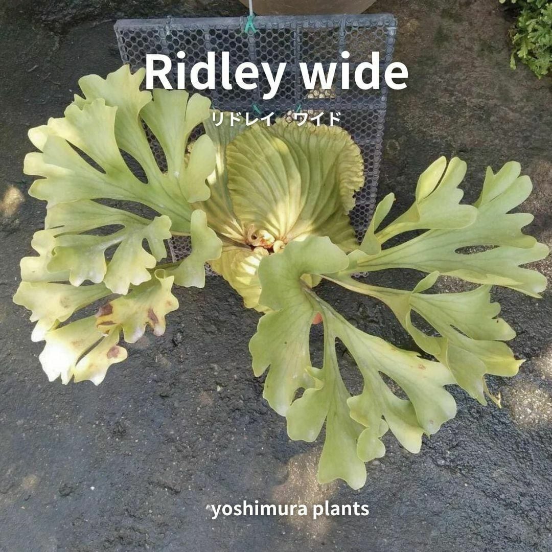 [胞子] Ridley wide リドレイ ワイド　ビカクシダ