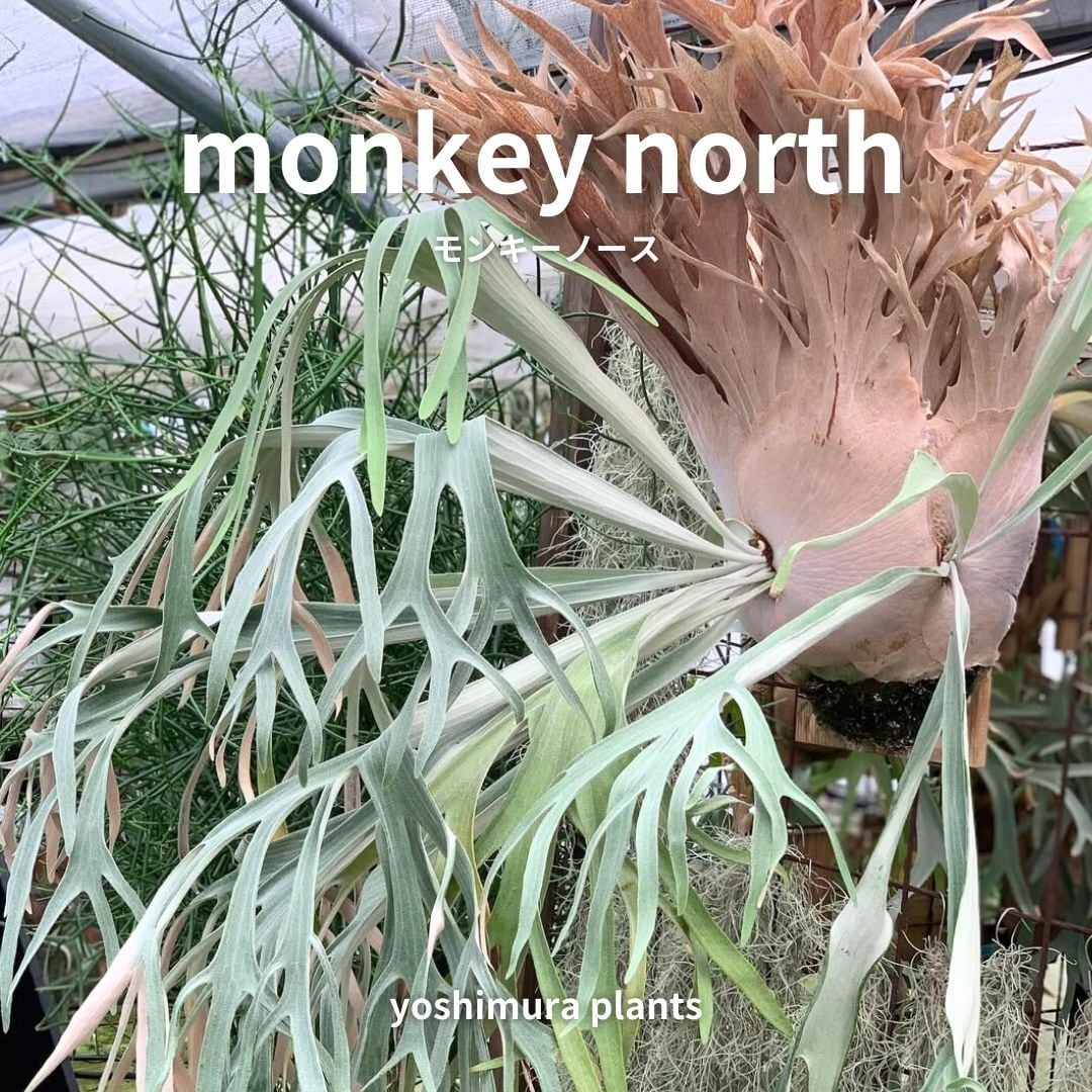 [胞子] Monkey North　モンキーノース　ビカクシダ
